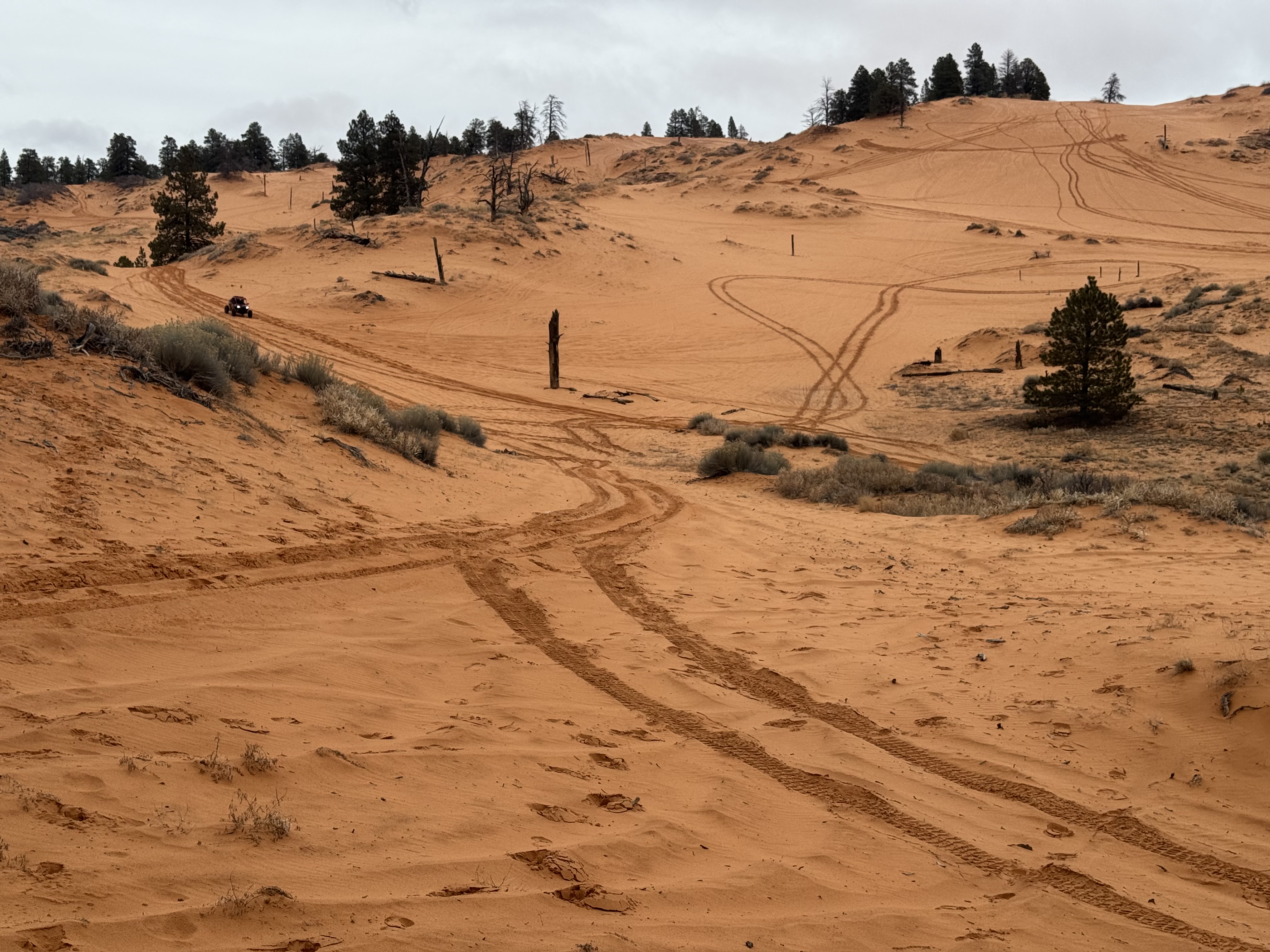 Coral Pink Sand Dunes