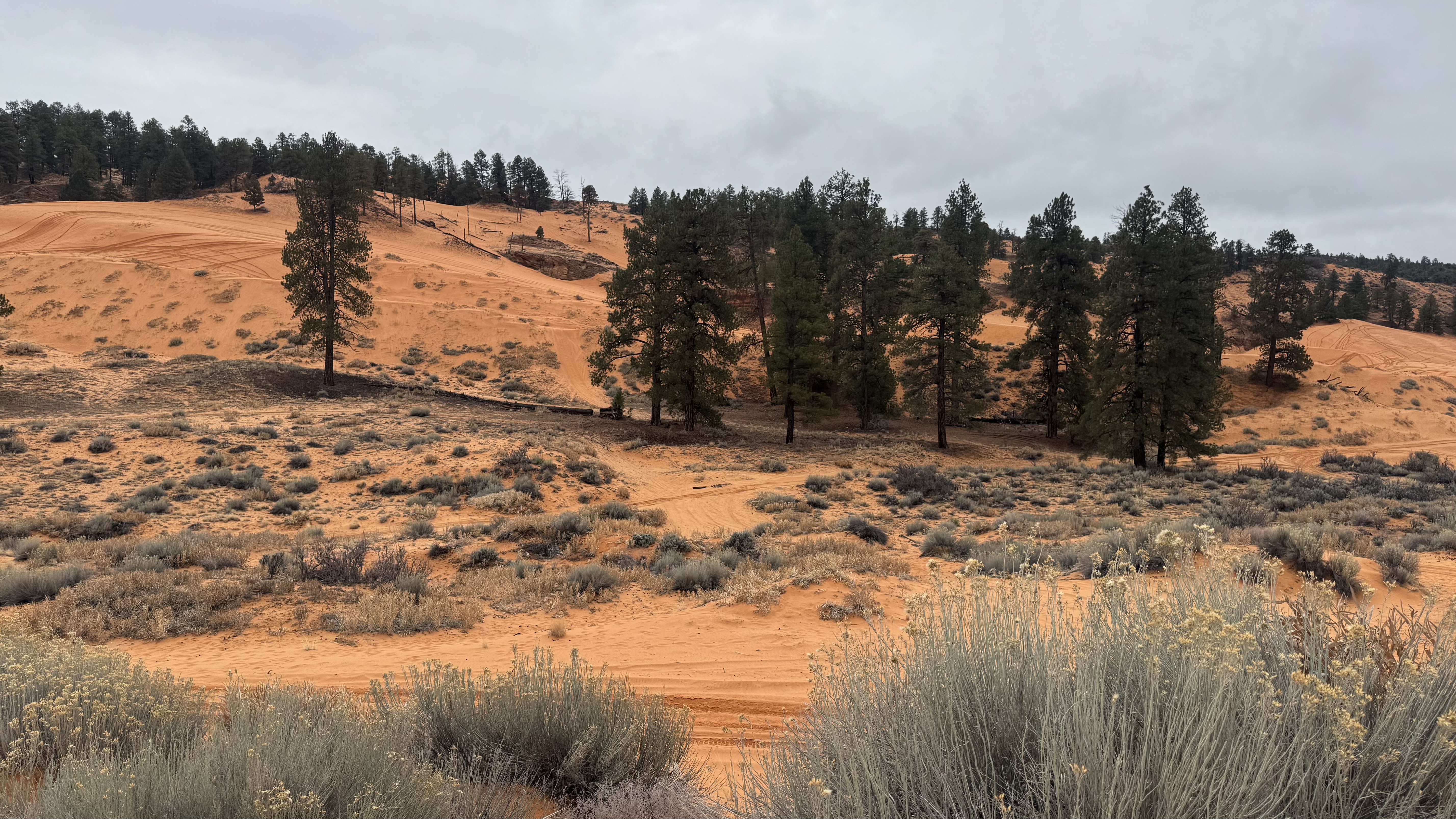 Coral Pink Sand Dunes