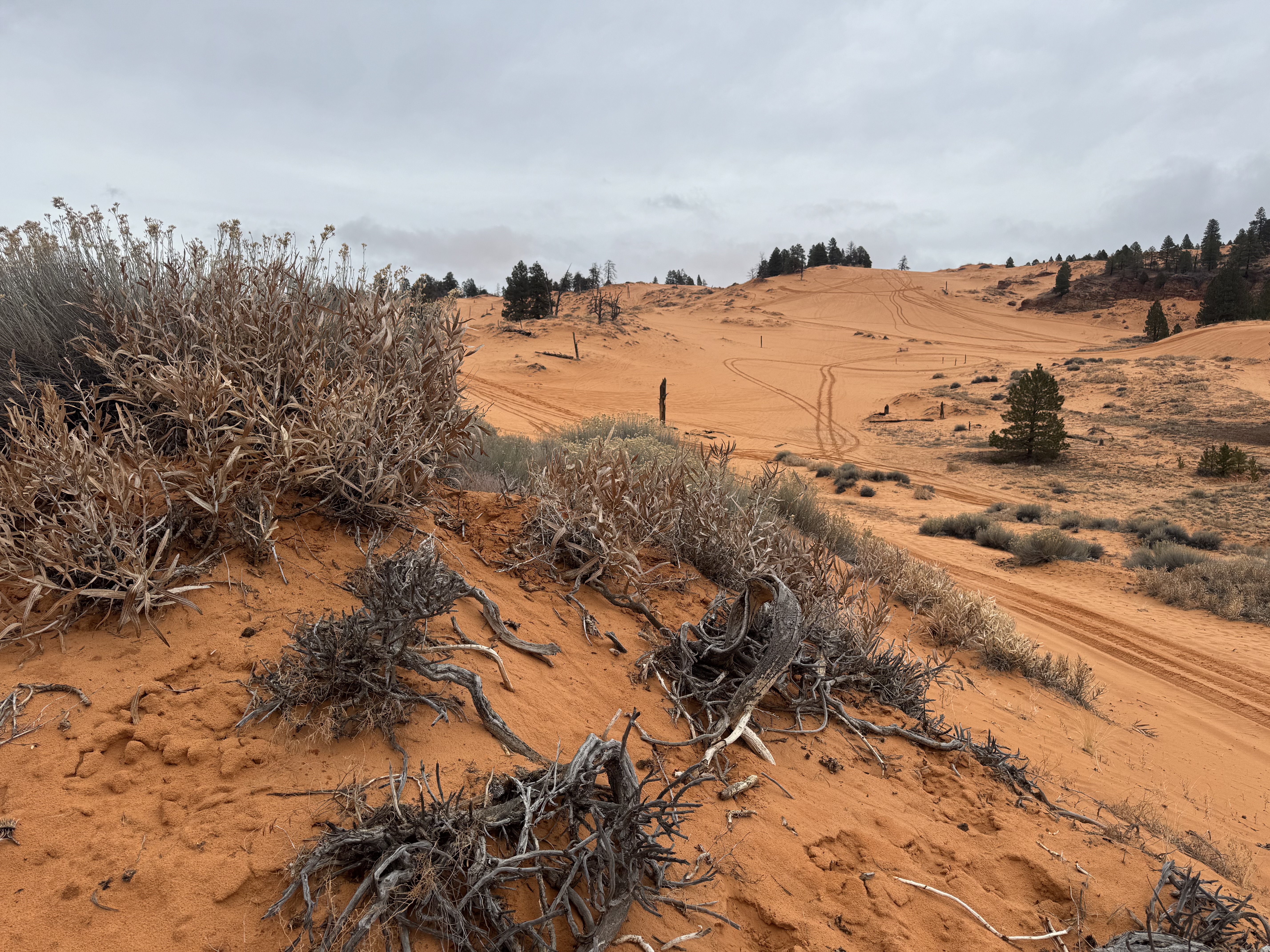 Coral Pink Sand Dunes